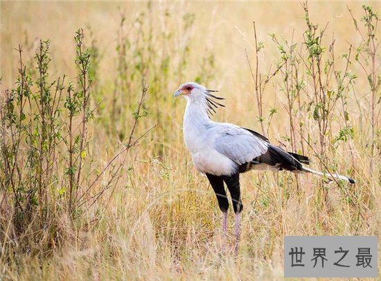 动物世界蛇的天敌,蛇和蛇鹫大战现场