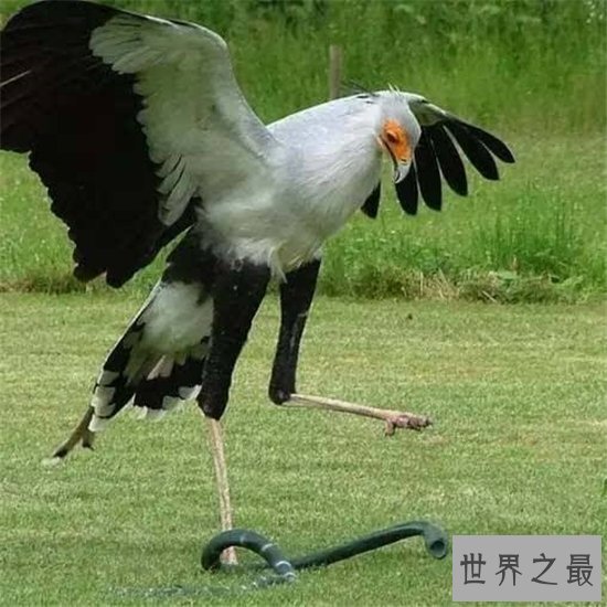 动物世界蛇的天敌,蛇和蛇鹫大战现场