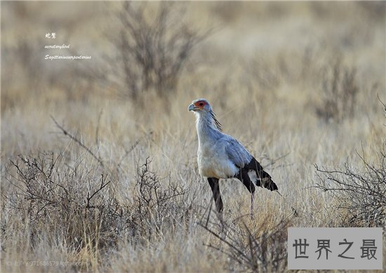 动物世界蛇的天敌,蛇和蛇鹫大战现场