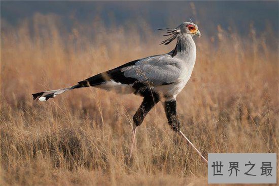 动物世界蛇的天敌,蛇和蛇鹫大战现场