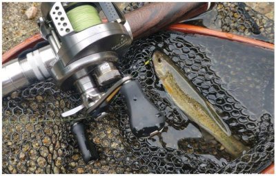 ​汉中钓鱼人深入秦岭，溪流里发现许多奇鱼，这是柳根鱼？