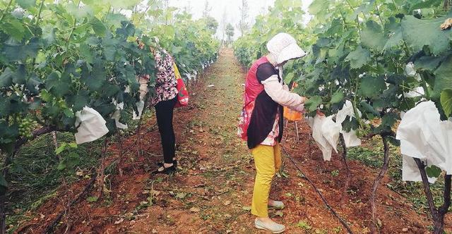 最近农村免费旅游攻略(乡村旅游最佳选择目的地)(7)