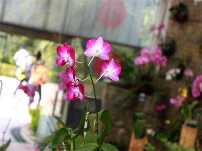 ​花木春秋35：蝴蝶石斛｜改革开放后引进 又称泰国兰，假蝴蝶兰