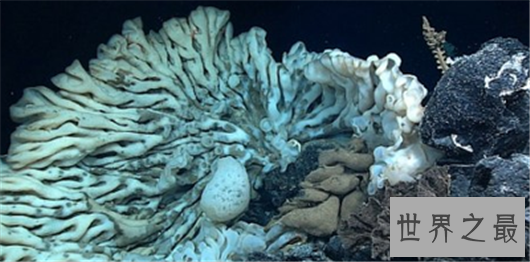 世界最大海绵，海绵的尺寸不可估量