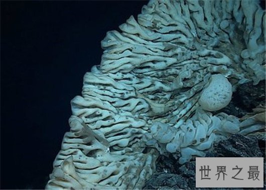 世界最大海绵，海绵的尺寸不可估量