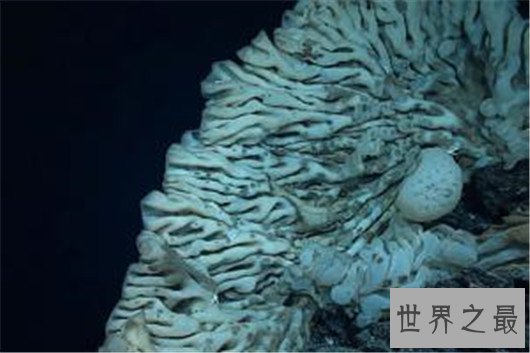 世界最大海绵，海绵的尺寸不可估量