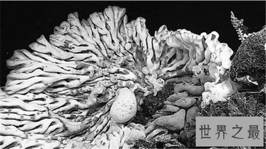 世界最大海绵，海绵的尺寸不可估量