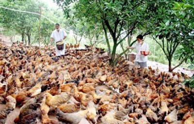 乡村致富新密码!盘点农村十大热门养殖项目