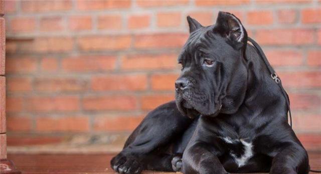 对人类威胁最大的5种猛犬,最好跟它们保持距离,不然后悔的是你