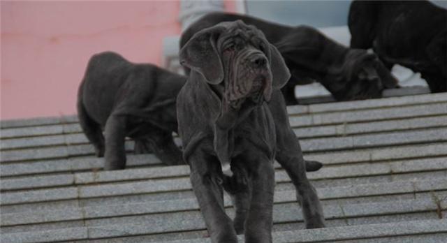 对人类威胁最大的5种猛犬,最好跟它们保持距离,不然后悔的是你