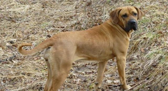 对人类威胁最大的5种猛犬,最好跟它们保持距离,不然后悔的是你