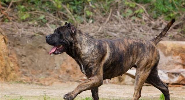 对人类威胁最大的5种猛犬,最好跟它们保持距离,不然后悔的是你