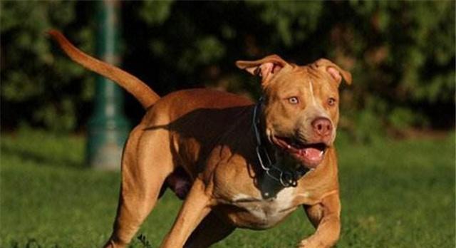 对人类威胁最大的5种猛犬,最好跟它们保持距离,不然后悔的是你