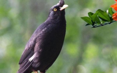 ​世界上10大最粘人的鸟：八哥和画眉鸟榜上有名