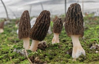 羊肚菌和什么一起炖汤好?——美味搭配推荐与烹饪指南