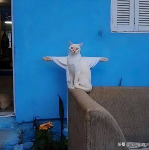 15只搞笑“无厘头猫”让你捧腹大笑,萌态可掬成网红!