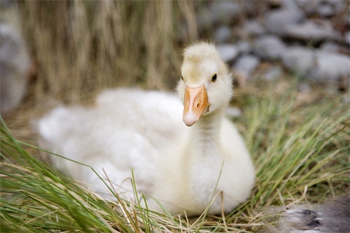 图集：分享一组可爱的小鸭子壁纸，赶紧来收藏吧