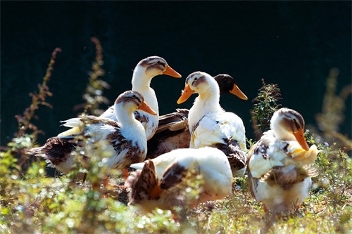 图集：分享一组可爱的小鸭子壁纸，赶紧来收藏吧