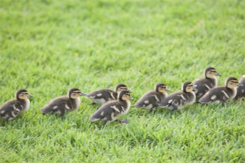 图集：分享一组可爱的小鸭子壁纸，赶紧来收藏吧