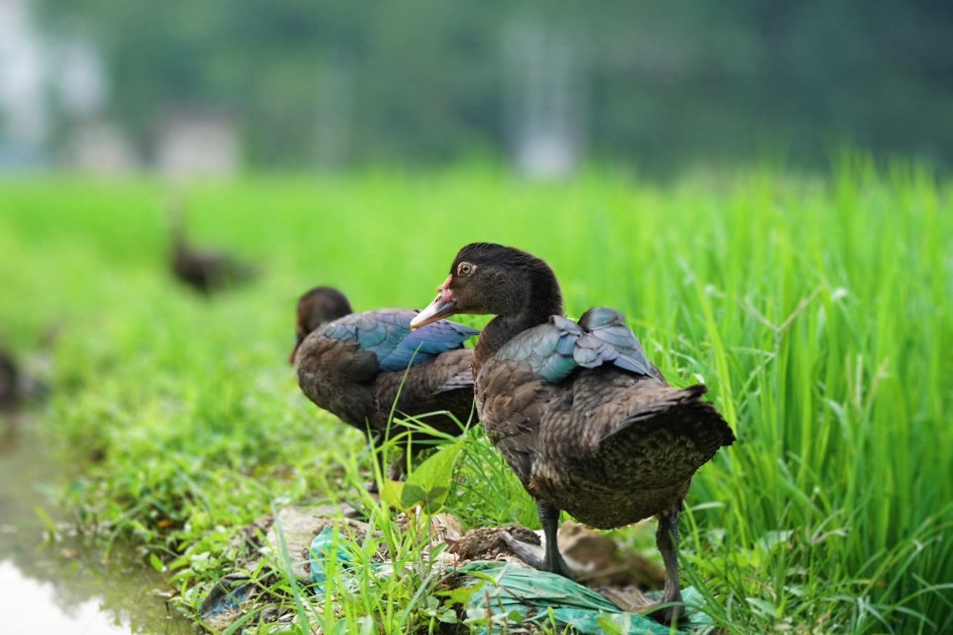 图集：分享一组可爱的小鸭子壁纸，赶紧来收藏吧