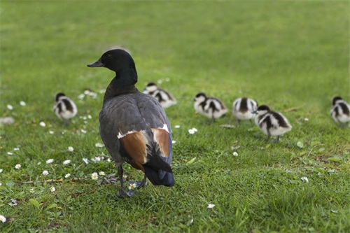 图集：分享一组可爱的小鸭子壁纸，赶紧来收藏吧
