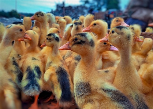 图集：分享一组可爱的小鸭子壁纸，赶紧来收藏吧