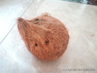 椰汁喝完了,椰子肉怎么处理,吃掉还是吃掉呢?