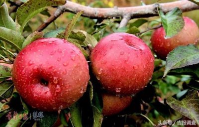 想体验采摘的快乐,来桦甸吧,果儿甜景美,你绝不后悔!