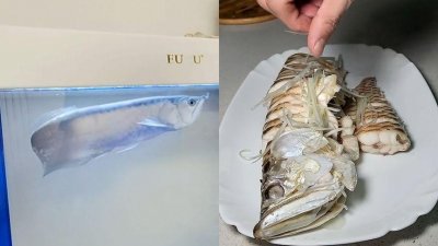 男子养3年龙鱼意外死亡,含泪清蒸后亲自品尝,曾能卖到30万一条