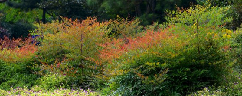 南天竹庭院适合种在哪里(图1)