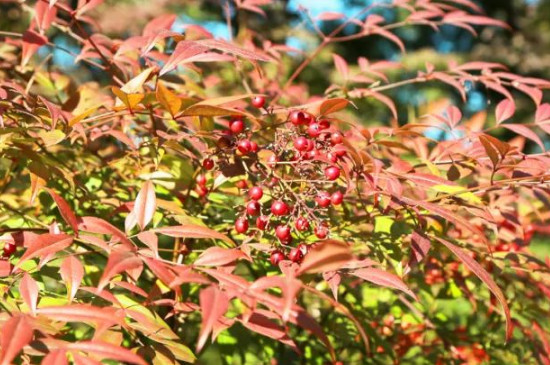 南天竹庭院适合种在哪里(图3)