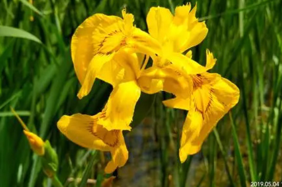 金色鸢尾花的花语(图3)