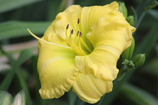 金色鸢尾花的花语(图4)