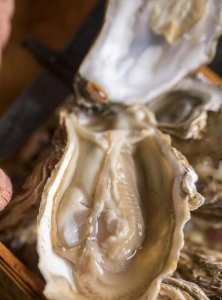 ​生蚝撬开后肉还要洗吗,生蚝打开后需要清洗 生蚝打开后能放多久