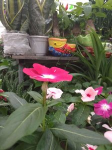 ​长春花冬天怎么养