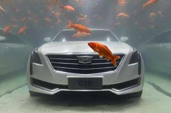 凯迪拉克追高铁是怎么回事-