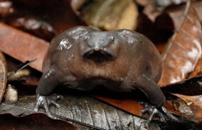 ​物种百科：紫蛙