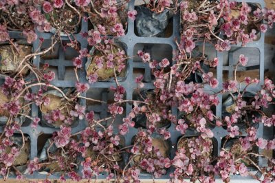 ​小球玫瑰怎么浇水