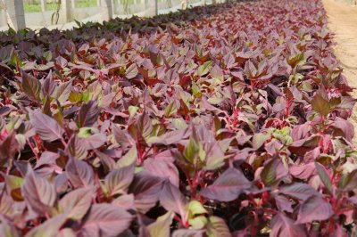 ​彩叶草怎么扦插