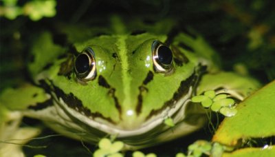 ​青蛙是属于动物还是属于昆虫
