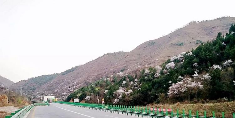 宕昌到西和高速最新情况