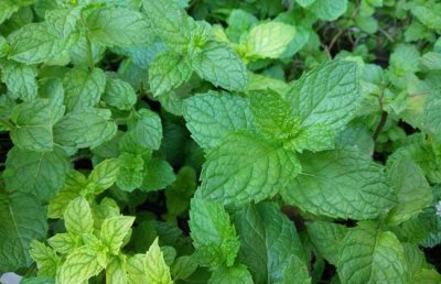 ​猫薄荷和薄荷的区别 是同一种植物吗