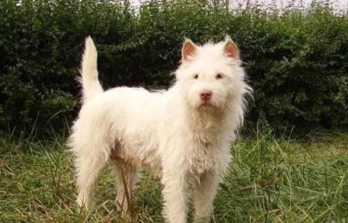 我国哪些土猎犬适合在大山中狩猎