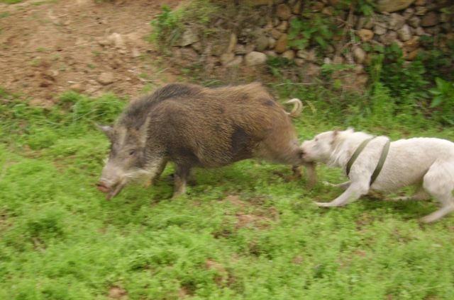 我国哪些土猎犬适合在大山中狩猎