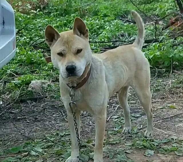 我国哪些土猎犬适合在大山中狩猎