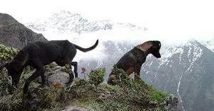 我国哪些土猎犬适合在大山中狩猎