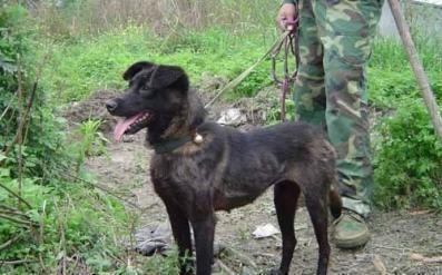 我国哪些土猎犬适合在大山中狩猎