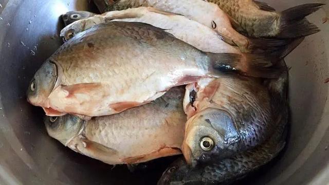 鲫鱼汤最好的做法只要简单三步（鲫鱼汤的正确做法）(2)