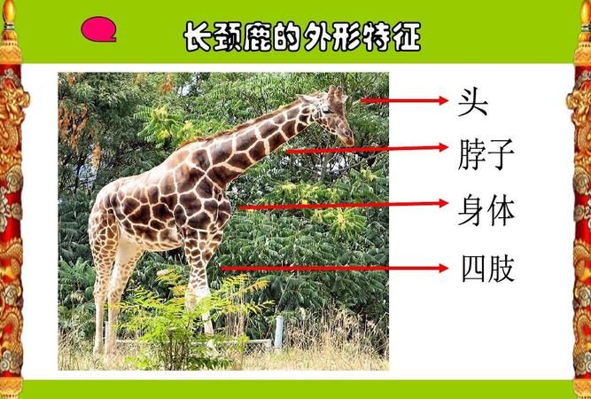 长颈鹿的习性和特异功能