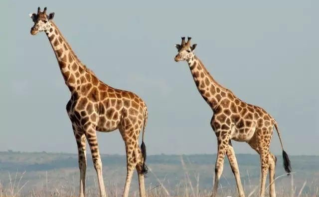 长颈鹿的优点和缺点是什么